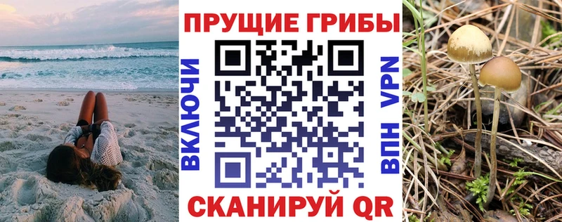 Купить где  Сосновый Бор  Галлюциногенные грибы прущие грибы 